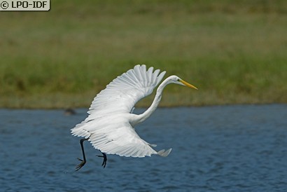 Grande Aigrette