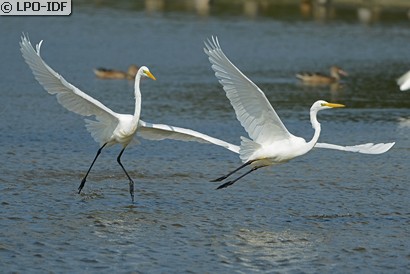 Grande Aigrette