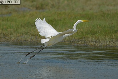 Grande Aigrette