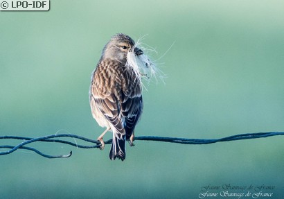 Linotte mélodieuse