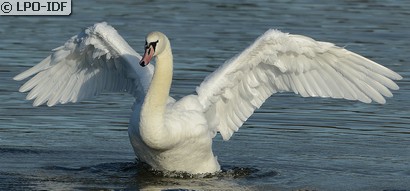 Cygne tuberculé