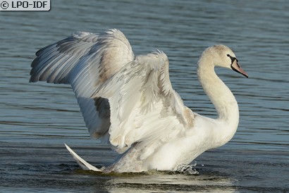 Cygne tuberculé