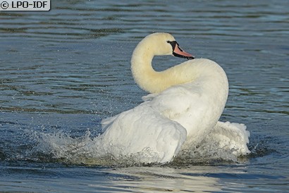 Cygne tuberculé