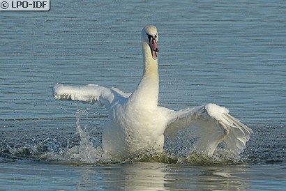 Cygne tuberculé
