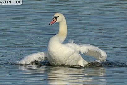 Cygne tuberculé