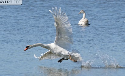 Cygne tuberculé