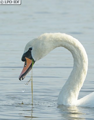 Cygne tuberculé