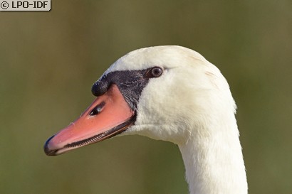 Cygne tuberculé