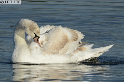 Cygne tuberculé