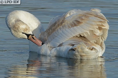 Cygne tuberculé