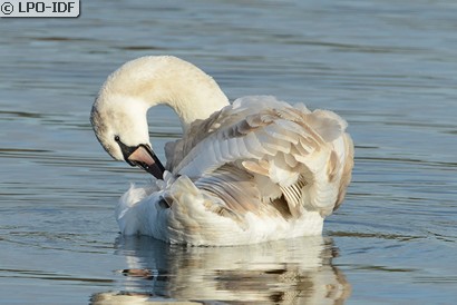 Cygne tuberculé