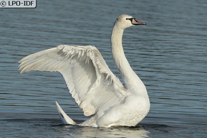Cygne tuberculé