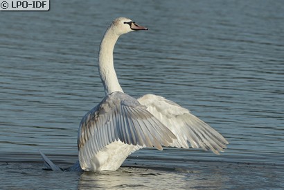 Cygne tuberculé
