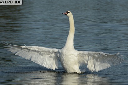 Cygne tuberculé