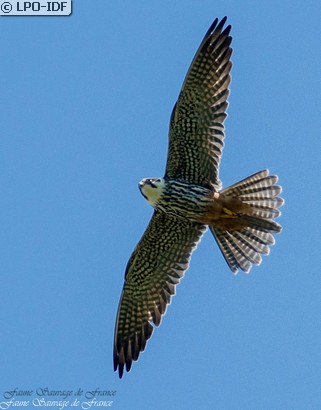 Faucon hobereau