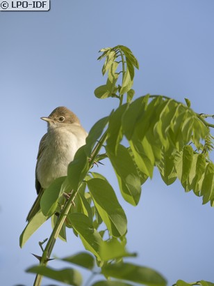 Fauvette grisette