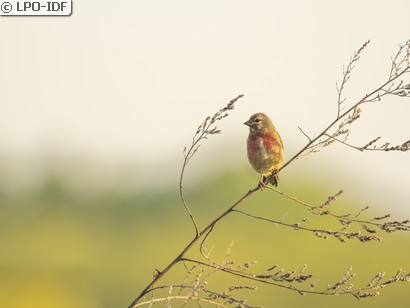 Linotte mélodieuse