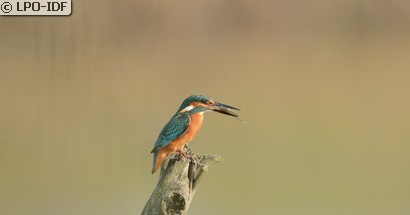Martin-pêcheur d'Europe