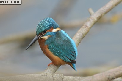 Martin-pêcheur d'Europe