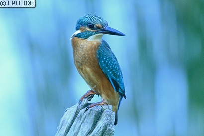 Martin-pêcheur d'Europe