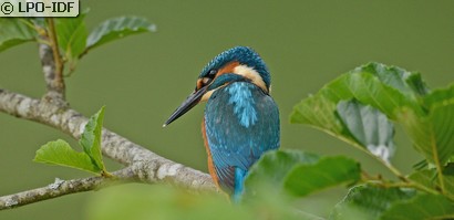 Martin-pêcheur d'Europe