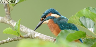 Martin-pêcheur d'Europe