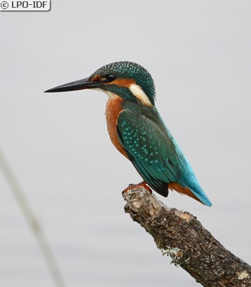 Martin-pêcheur d'Europe