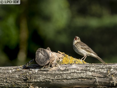 Pipit des arbres