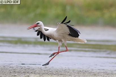 Cigogne blanche