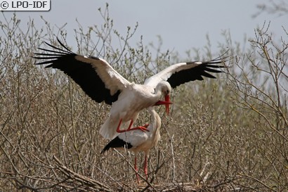 Cigogne blanche