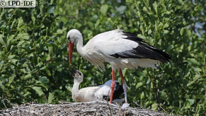 Cigogne blanche