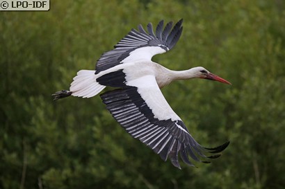 Cigogne blanche