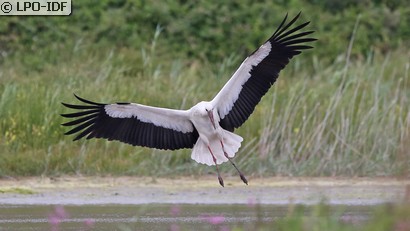 Cigogne blanche