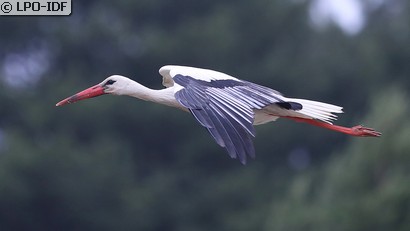 Cigogne blanche