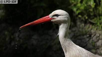 Cigogne blanche