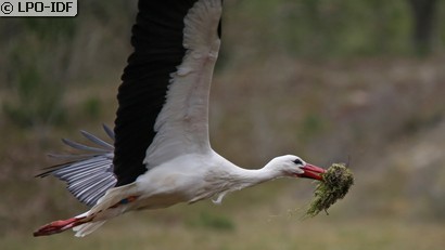 Cigogne blanche