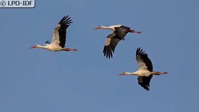 Cigogne blanche