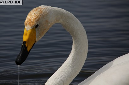 Cygne chanteur