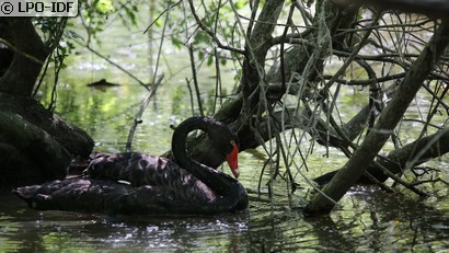 Cygne noir