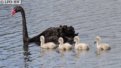 Cygne noir