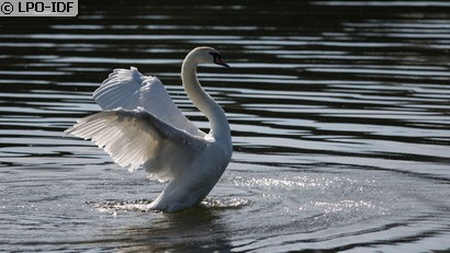 Cygne tuberculé
