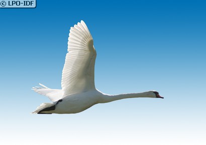 Cygne tuberculé