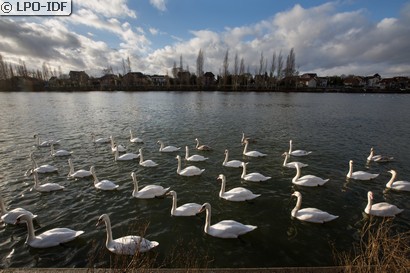 Cygne tuberculé