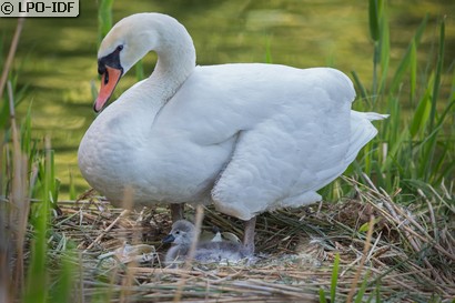 Cygne tuberculé