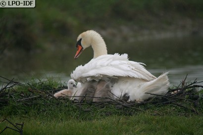 Cygne tuberculé