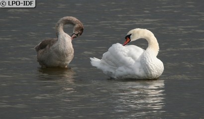 Cygne tuberculé