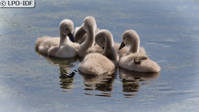 Cygne tuberculé
