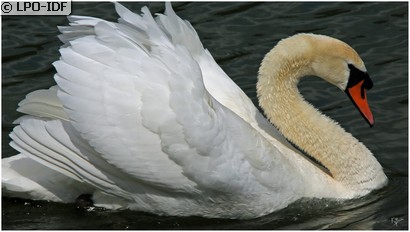 Cygne tuberculé