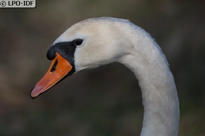 Cygne tuberculé
