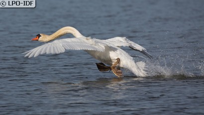 Cygne tuberculé